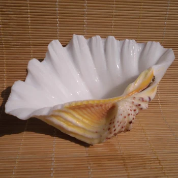Aqumotic Conchas do Mar Grande 1pc Concha Natural de Espécimes de Flores Shell, Decoração do Prato Prato de Frutas Cada um é Único