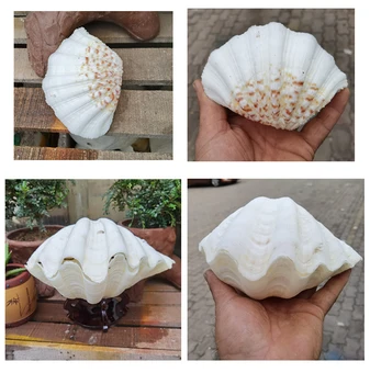 Aqumotic Conchas do Mar Grande 1pc Concha Natural de Espécimes de Flores Shell, Decoração do Prato Prato de Frutas Cada um é Único